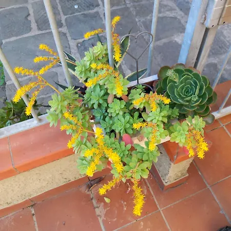 Versilia Casina Del Cuore Torcigliano Montemagno (Lucca)